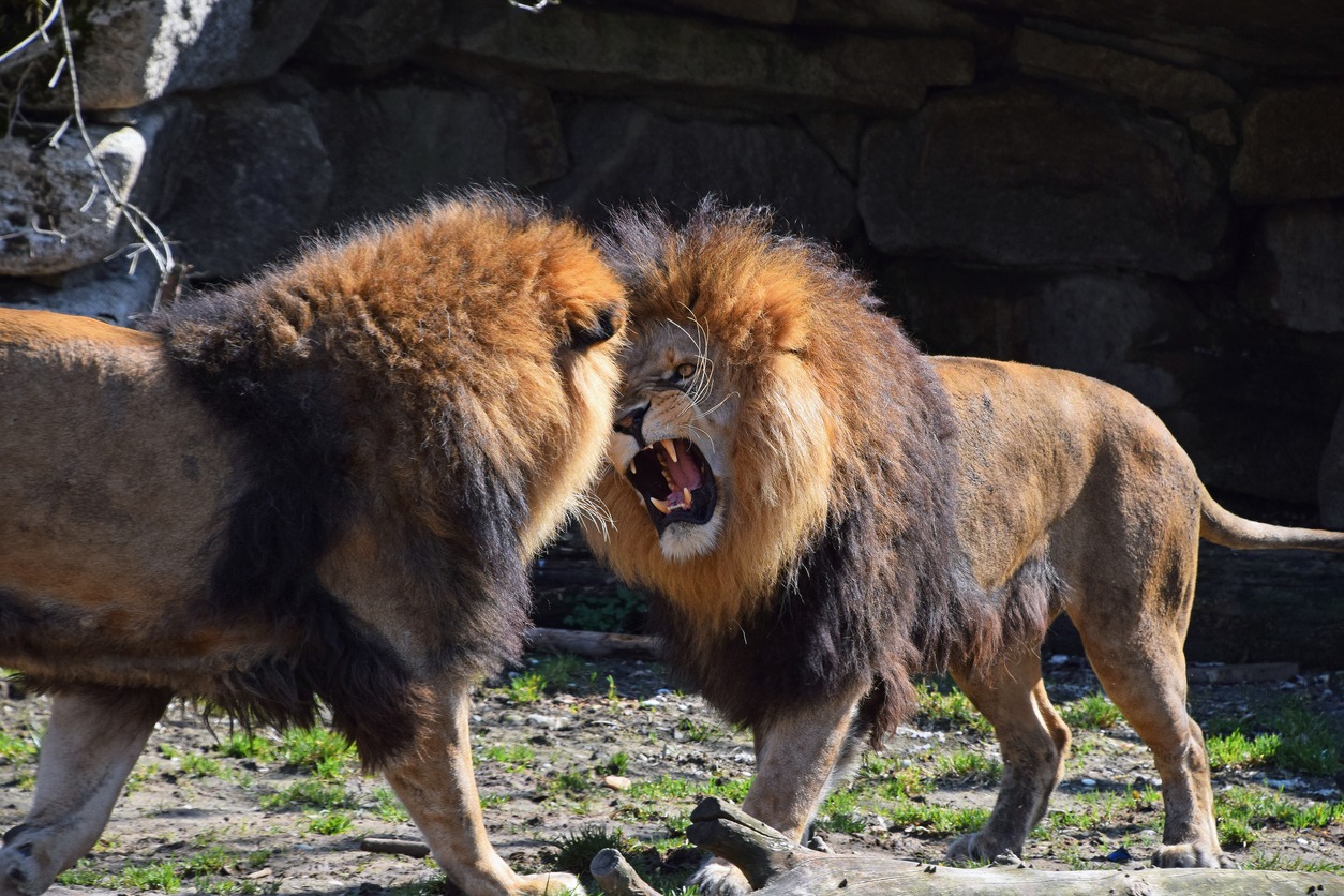 Two male African lions play, fight and roar in zoo, low angle view
